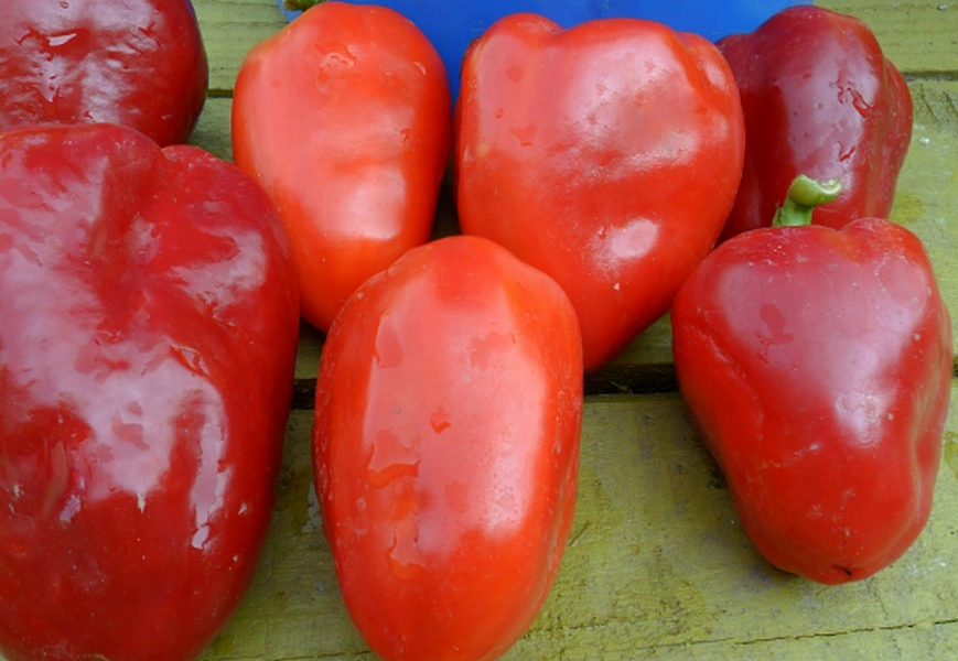 Перцы какой сорт лучше. Слабоострый перец семена. Перец сладкий атлант. Урожайные перцы толстостенные ранние сорта. Перцы какой сорт лучше.