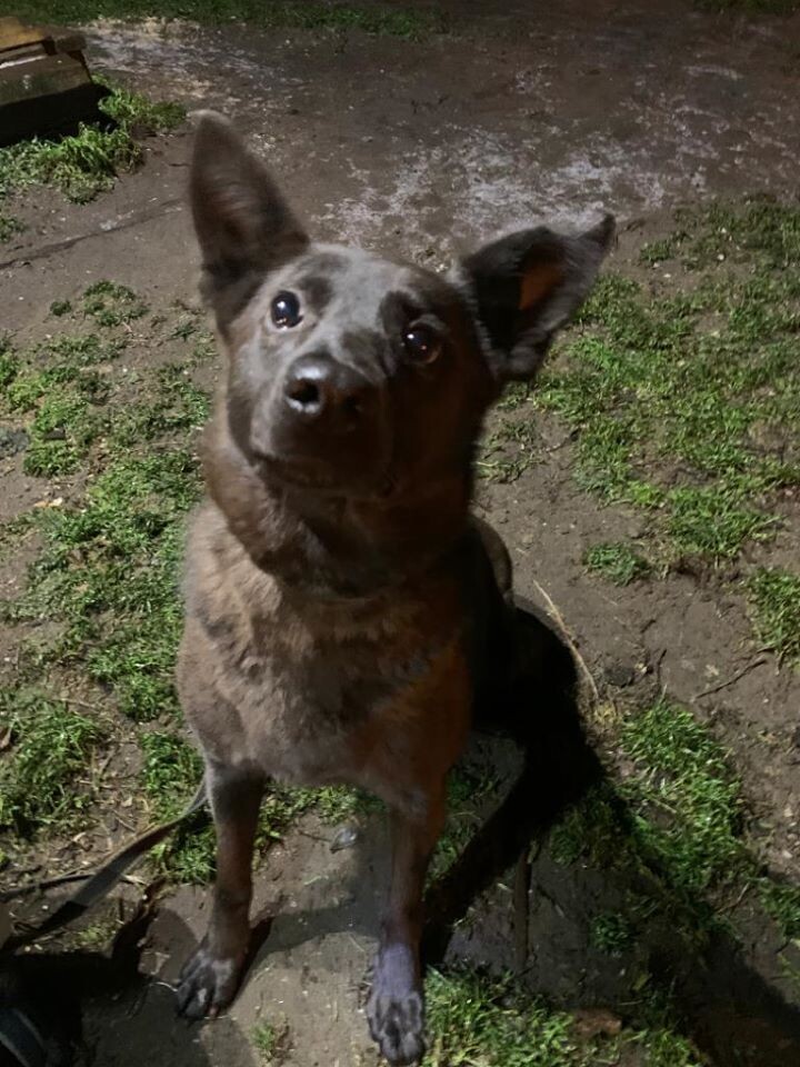 Вот такая Альма стала сейчас.