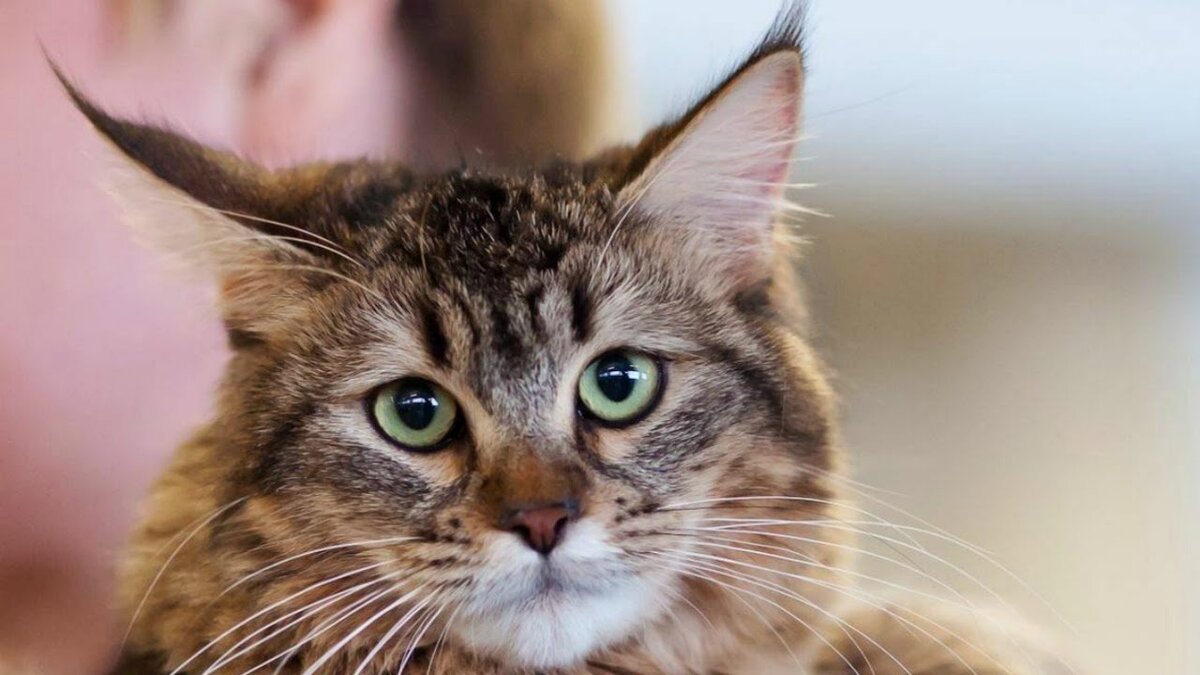 Сегодня я хочу спросить совет... Не так давно подобрала с улицы кошку, которую поломали собаки. У нее были переломаны все кости таза, и врач давал только 10% на то, что она сможет выжить и восстановиться. Но она выжила, и сейчас пытается ходить потихоньку... 