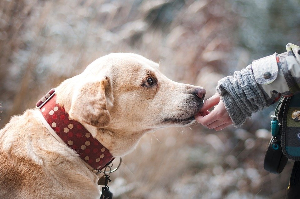  https://cdn.pixabay.com/photo/2016/11/26/23/45/dog-1861839_960_720.jpg 