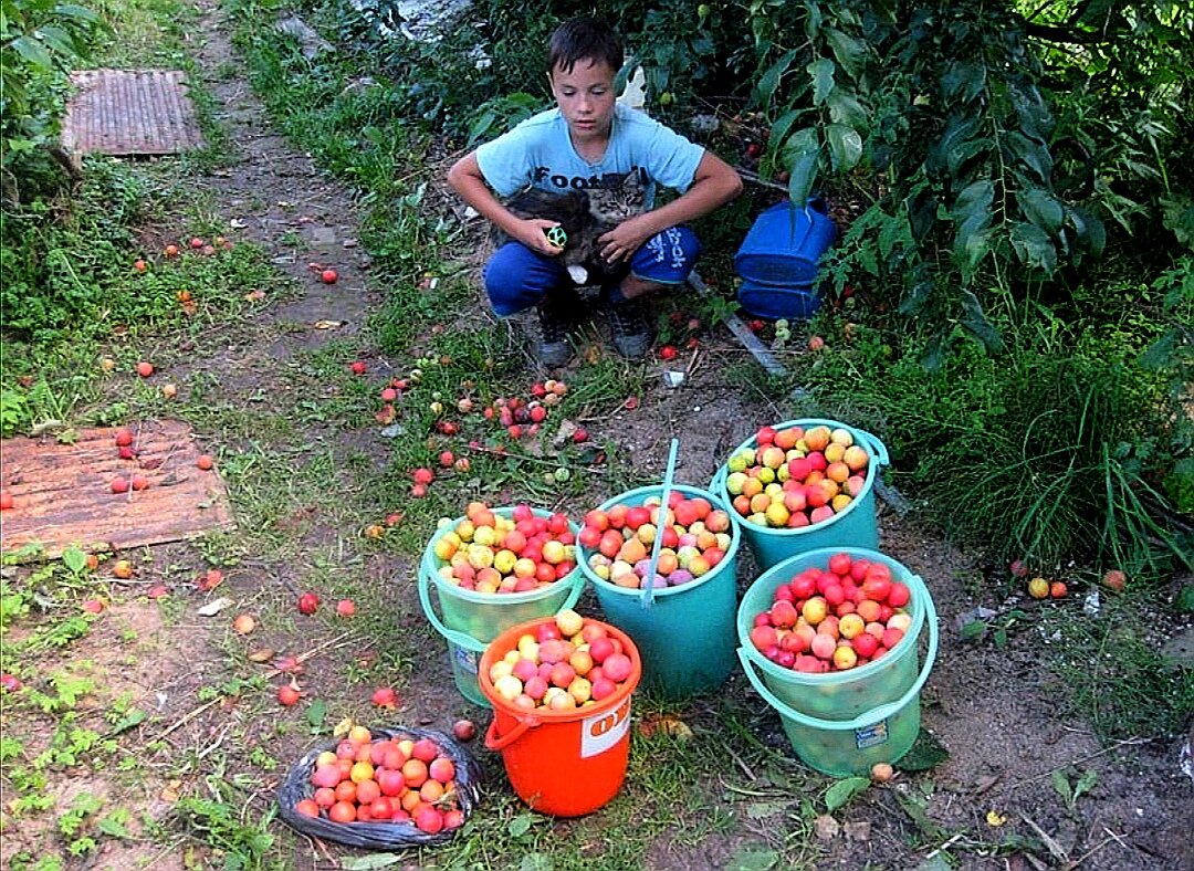 Урожай алычи с 1го дерева 2019. Фото автора. 