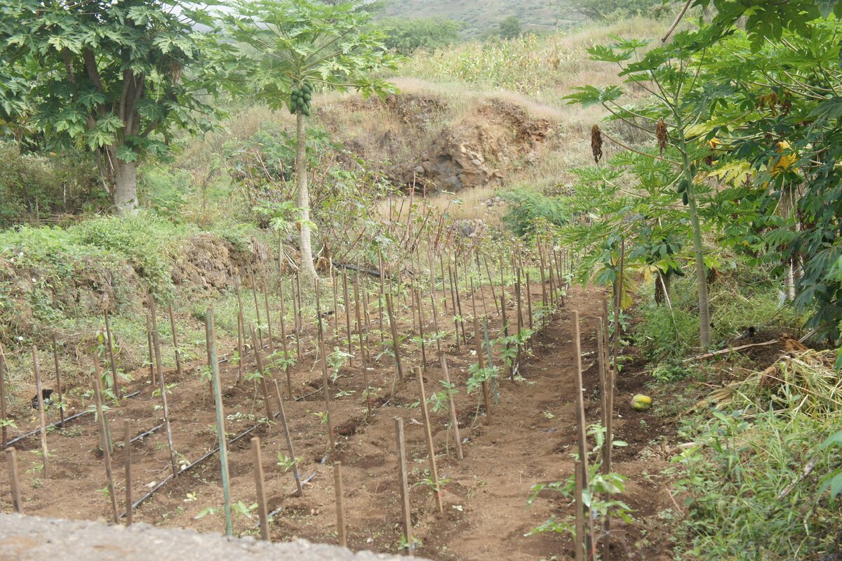 вот такие здесь помидоры