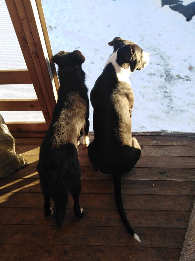 Лола и Арэс