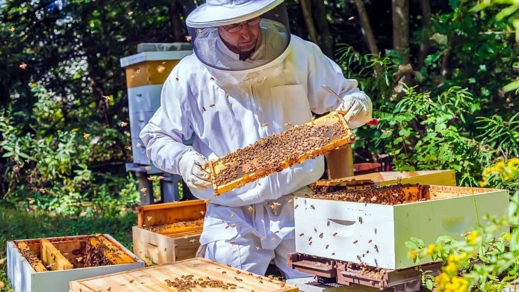 Все пчеловоды ждут начала сезона. Фото из открытых источников - Яндекс.Картинки