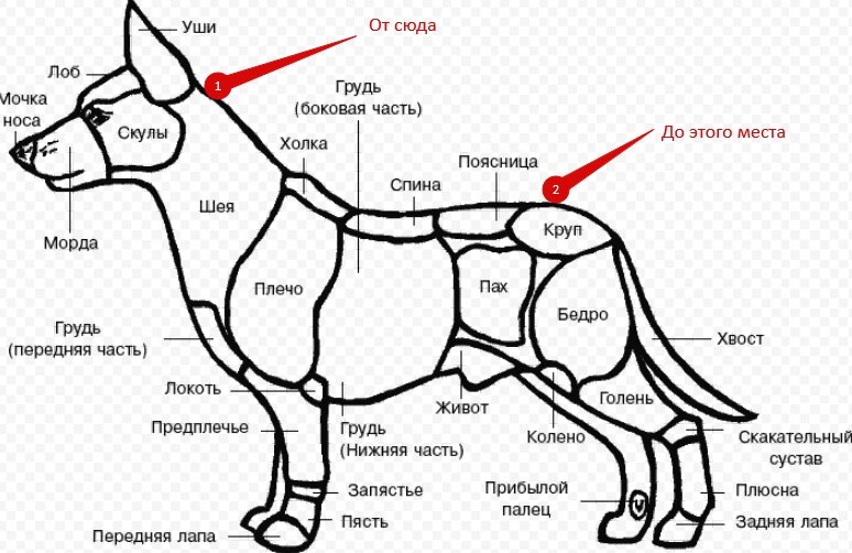 Собака область. Где холка у собаки. Область холки у собак. Где находится холка у собаки немецкой овчарки. Холка у собаки анатомия.