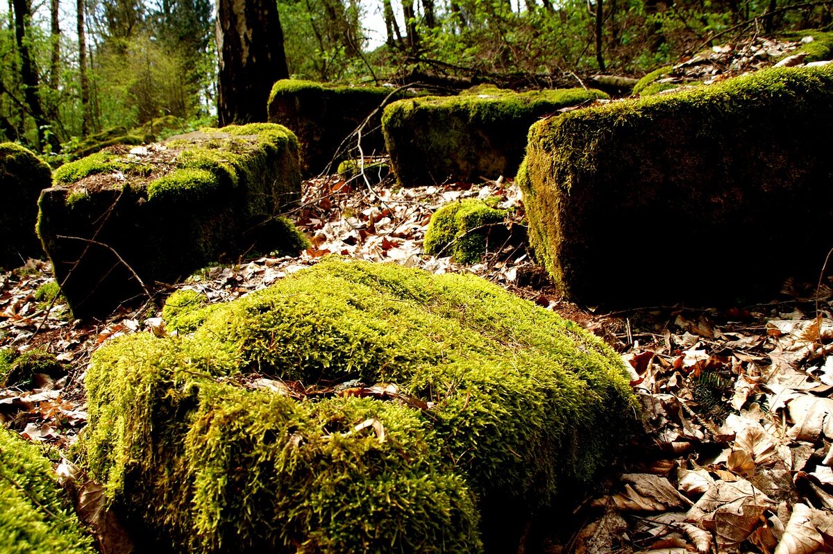 https://cdn.pixabay.com/photo/2016/06/09/13/21/moss-1445773_1280.jpg