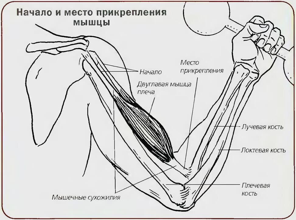 Для массажа передней стенки плечевого сустава рука должна