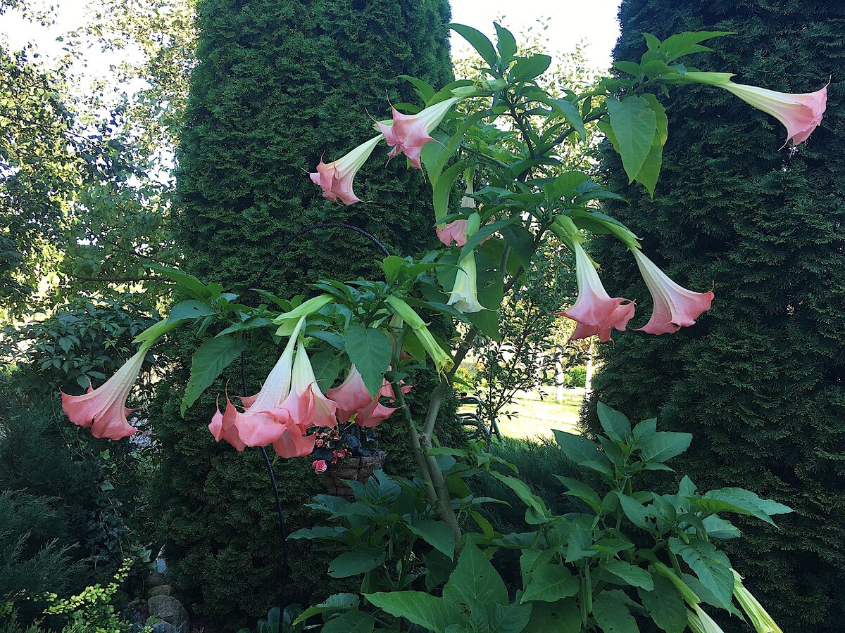 Danneta Bianka Brugmansia