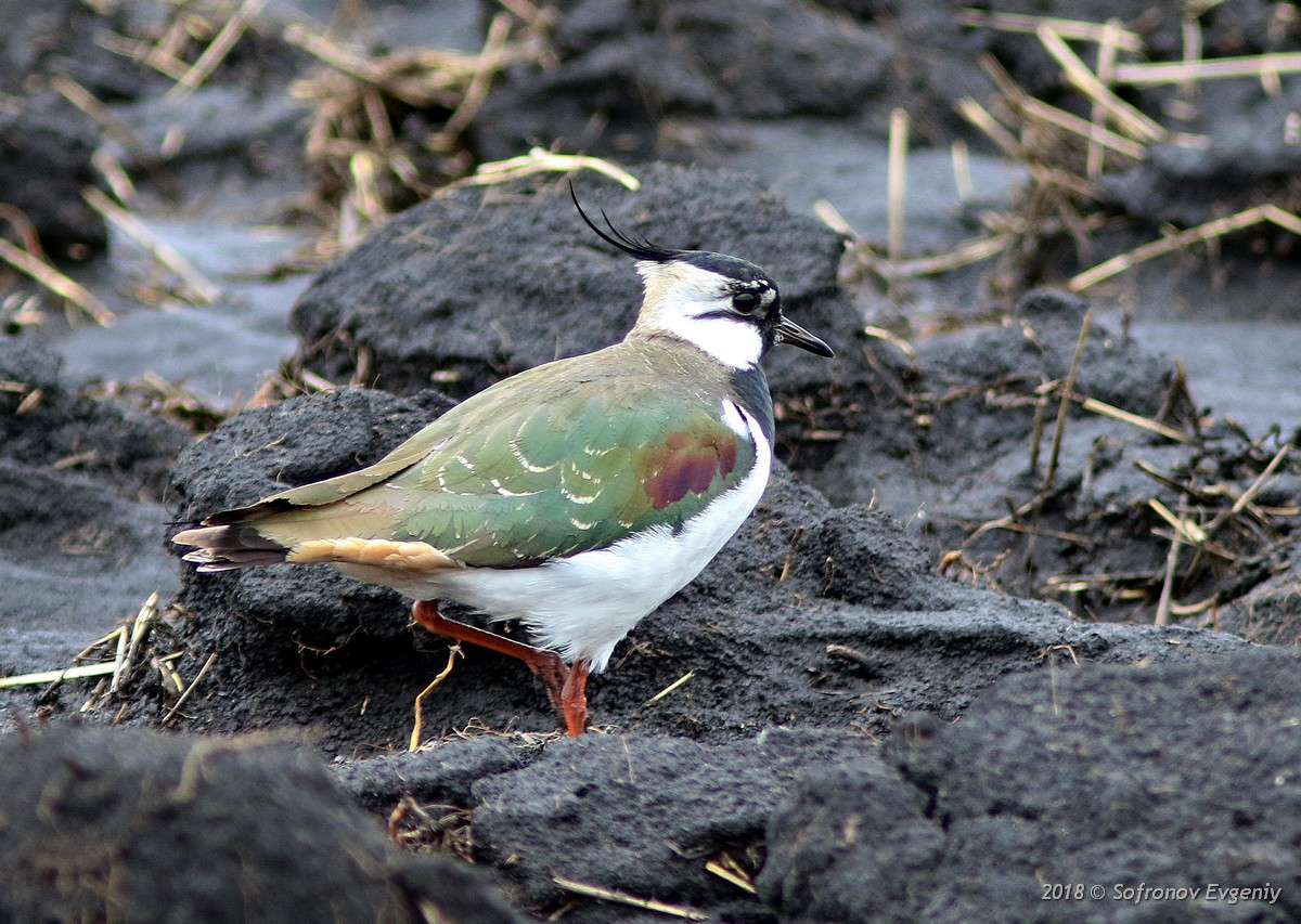 ЧИБИС (Vanellus vanellus)