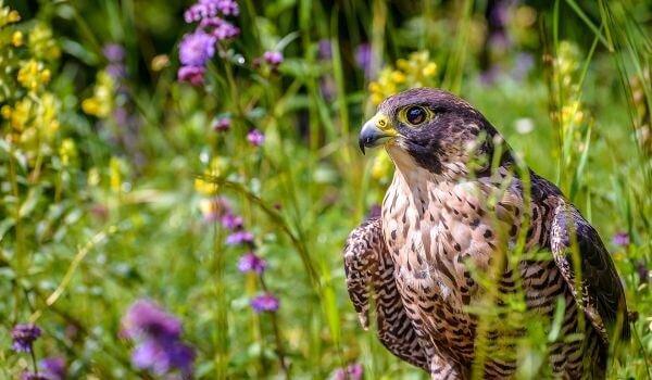 Скорость: 389 км / ч. Научное название: Falco peregrinus Сапсан, является самой быстрой птицей / животным в полете на земле. Сапсан достигает максимальной скорости (более 300 км/ч) во время высокоскоростного охотничьего погружения, известного как сутулость. Возможно, самая высокая зарегистрированная скорость сапсана составляет 389 км/ч . Он был измерен сокольником Кеном Франклином в 2005 году. Основываясь на его физических характеристиках и физике полета, исследование оценило теоретический предел «идеального сокола» в 625 км/ч (полет на большой высоте). Сапсаны встречаются почти во всех регионах мира, включая арктическую тундру (за исключением Новой Зеландии). Опознано около 19 подвидов falco peregrinus. 