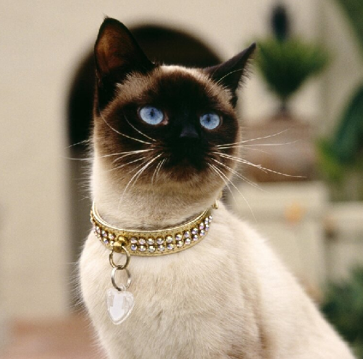 Люблю спать с кошками