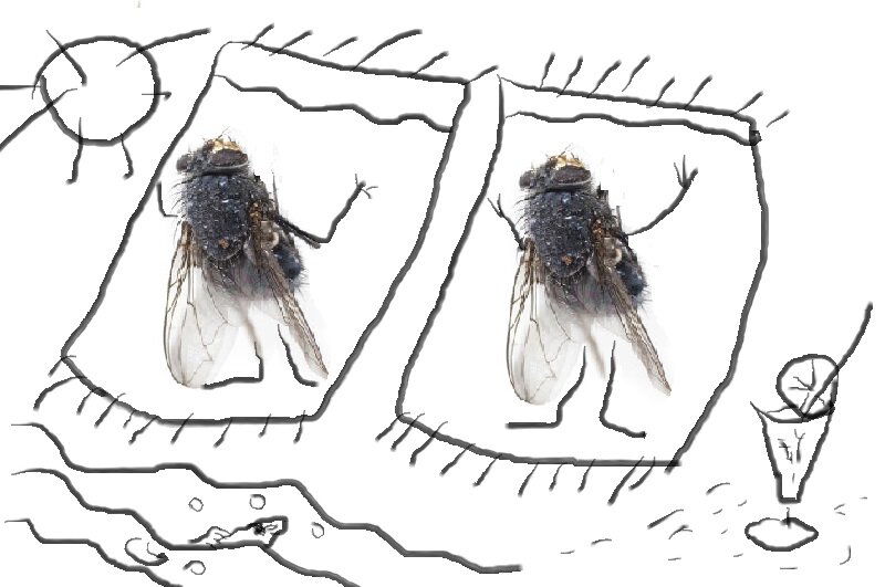 кузнечик шаинский. кузнечик из сказки муха цокотуха. кузнечик дружит с мухами. дружит с мухой. магнус мур мухи.