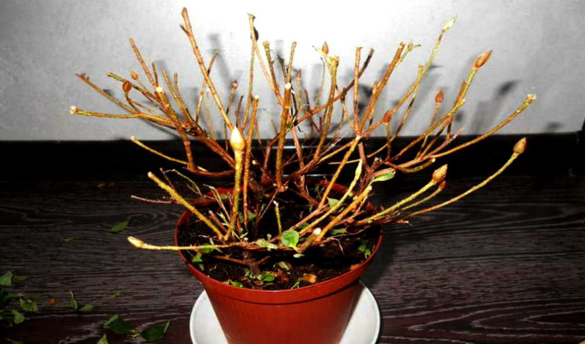 Больная азалия, видны живые почки на веточках