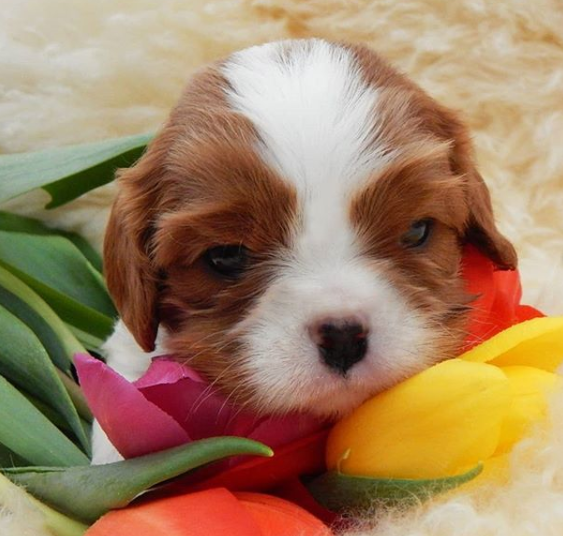 Щенкок Кавалер Кинг Чарльз Спаниеля