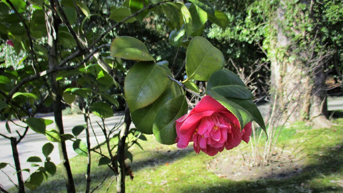              Надеюсь, что мое фото передаст красоту цветущей камелии.       Фото мое)