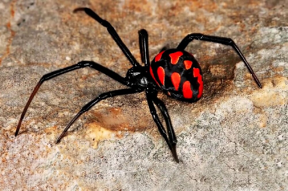 Каракурт (лат. Latrodectus tredecimguttatus)