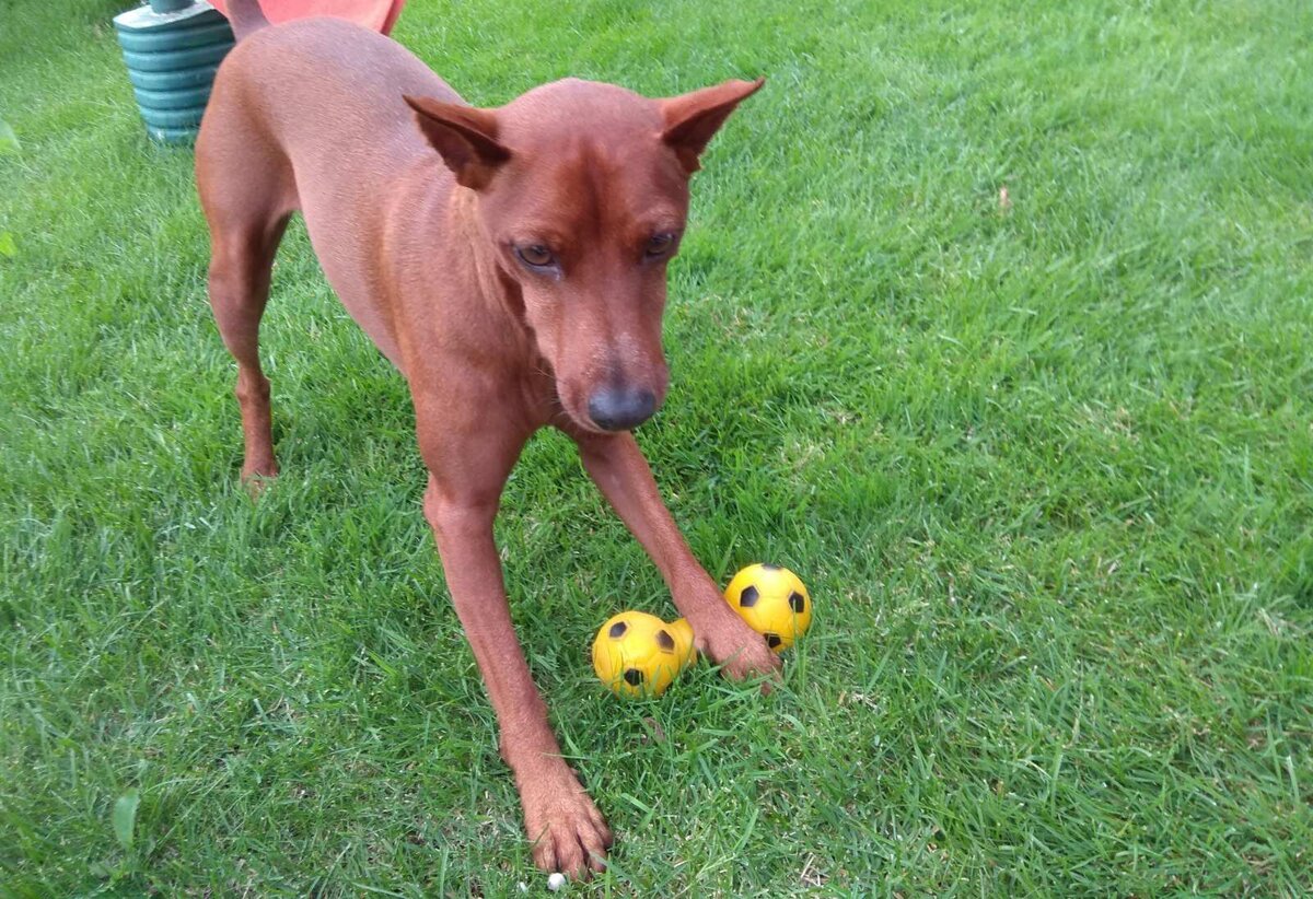 Трехлетний газон! Личный архив!