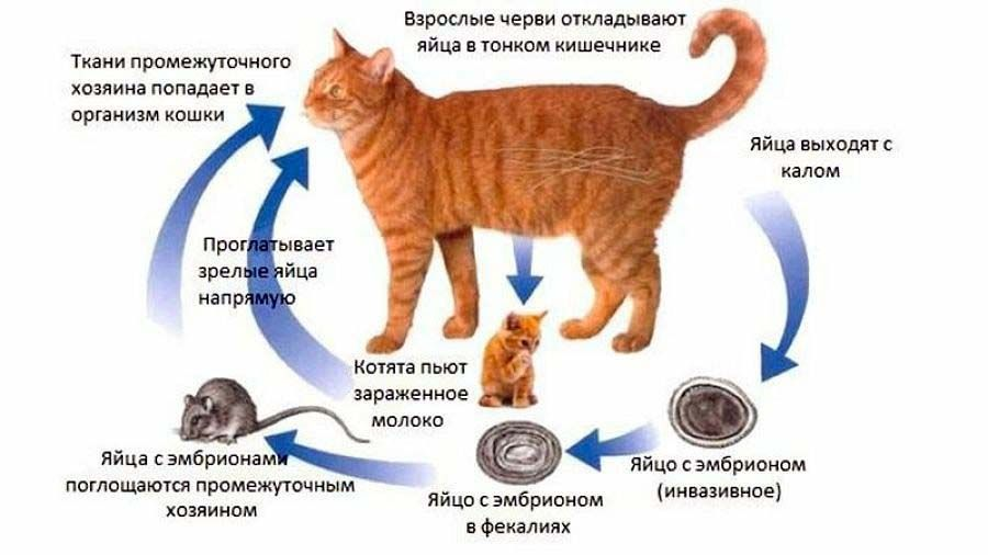 Лечение гельминтозов у кошек