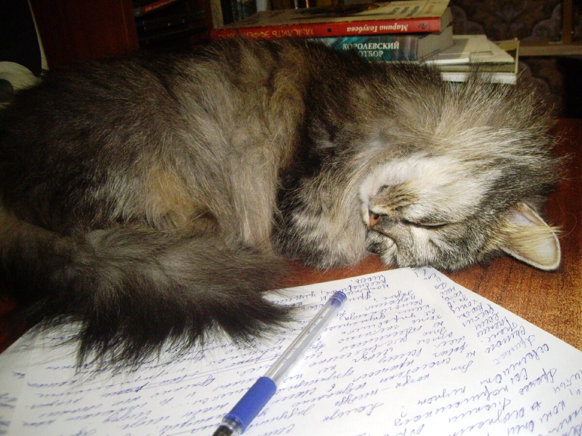 Киска Ириска посчитала тему слишком серьезной и утомилась.