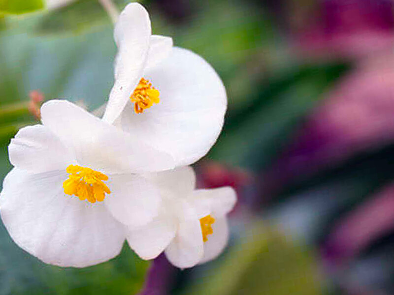 Бегония не цветет