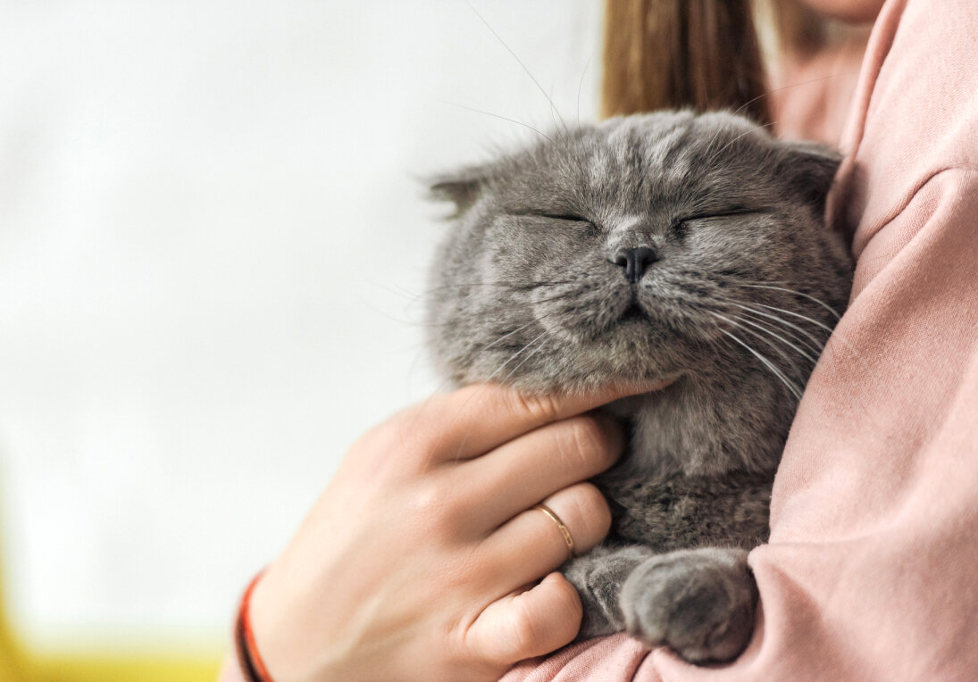 Забота о своем питомце