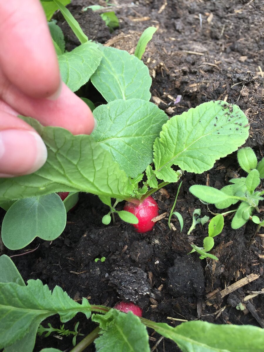 моя апрельская редиска