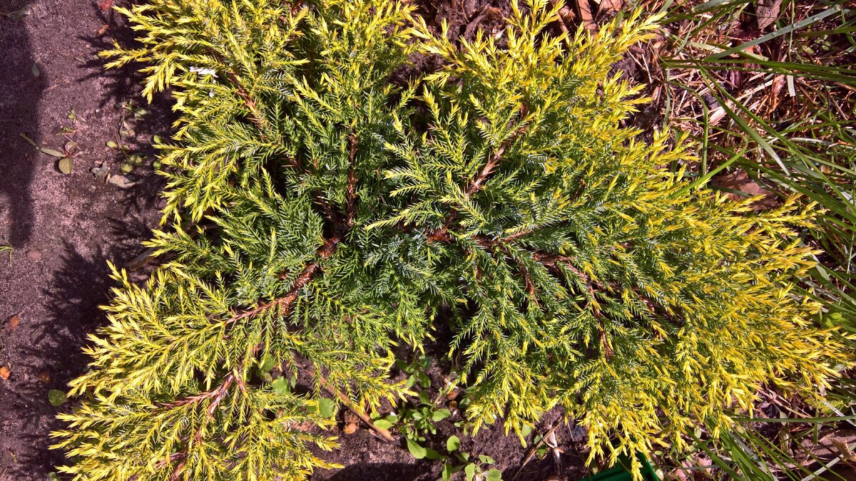 Можжевельник Mordigan Gold