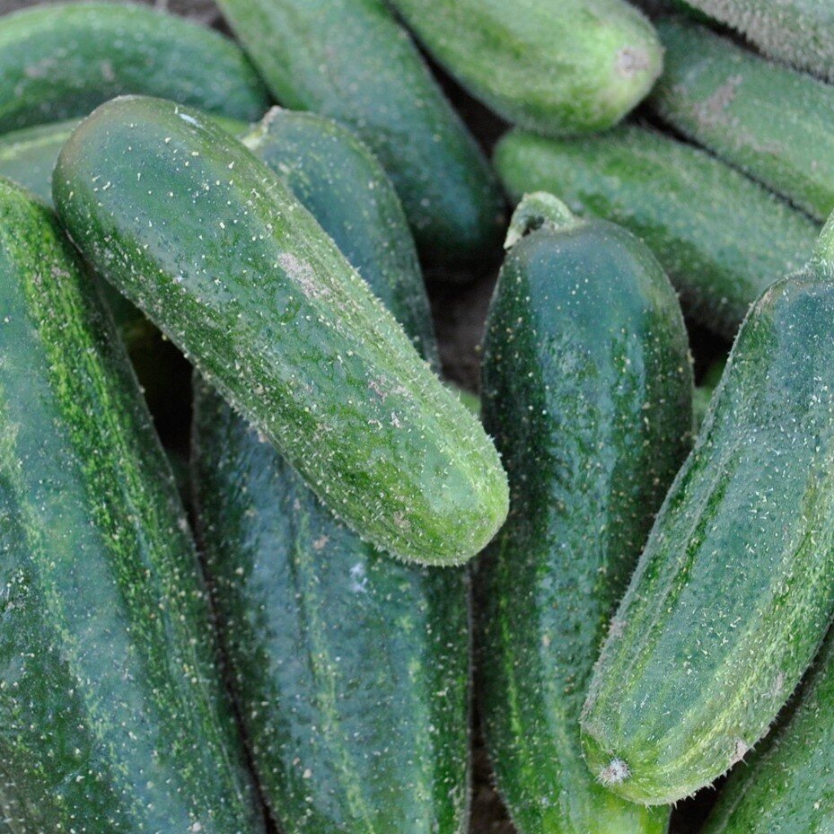 мелкобугорчатые огурцы гибриды f1. партенокарпия огурца. огурец емеля f1. сорт огурцов трилоджи. огурец f1 тачанка.