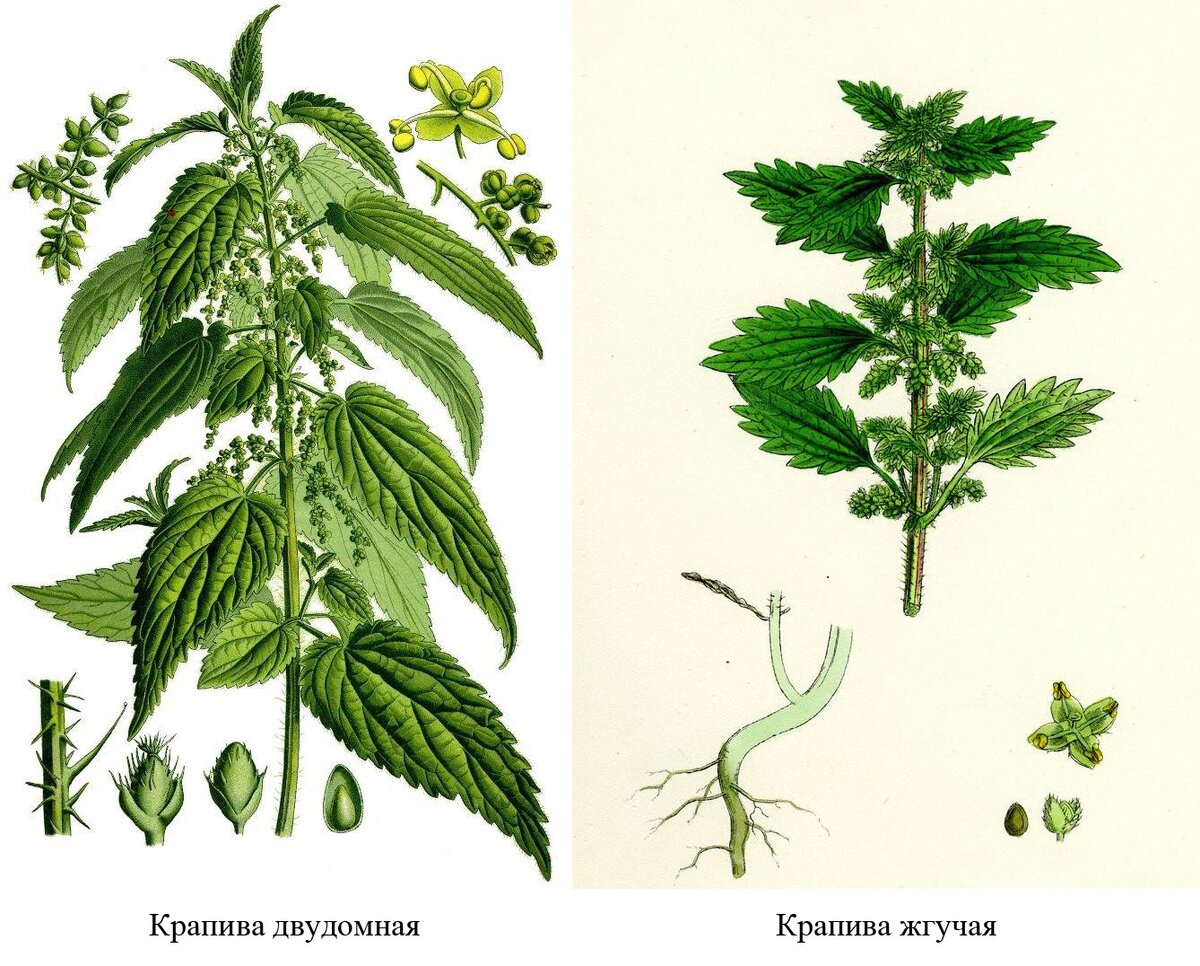 Полезные виды крапивы