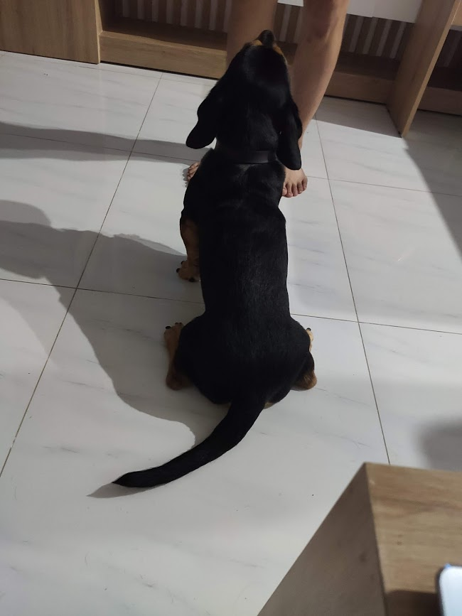 Дрессировка