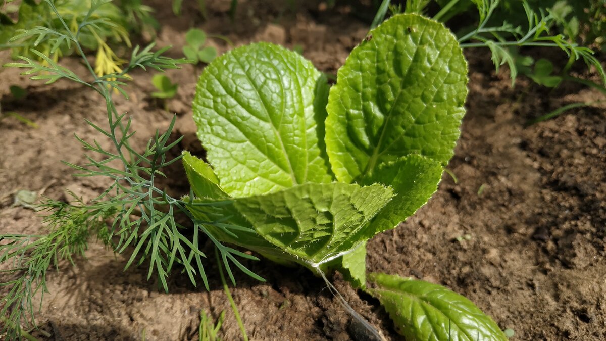 Пока на улице холодно капуста растет в теплице, вторую партию посажу уже в открытый грунт.