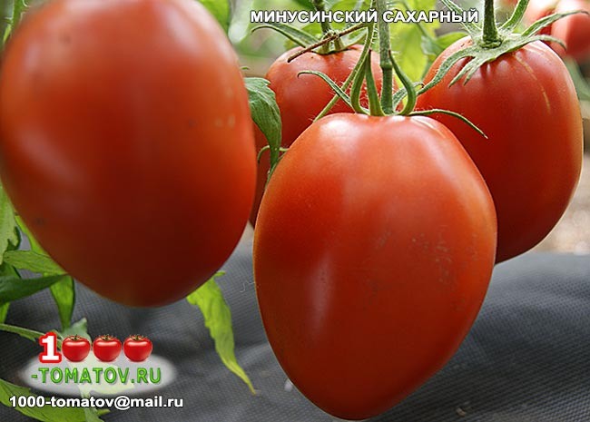 Томат Минусинский сахарный фото 1