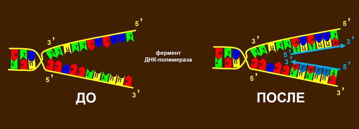 Каждая молекула