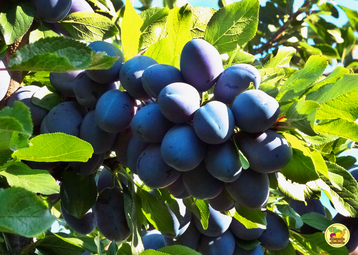 Вот какая вкуснятина выросла у меня в прошлом году. Ещё и красивая, не правда ли?