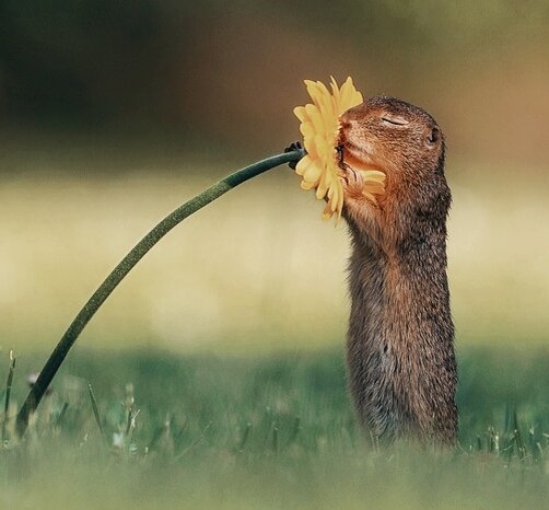 ароматное лето..