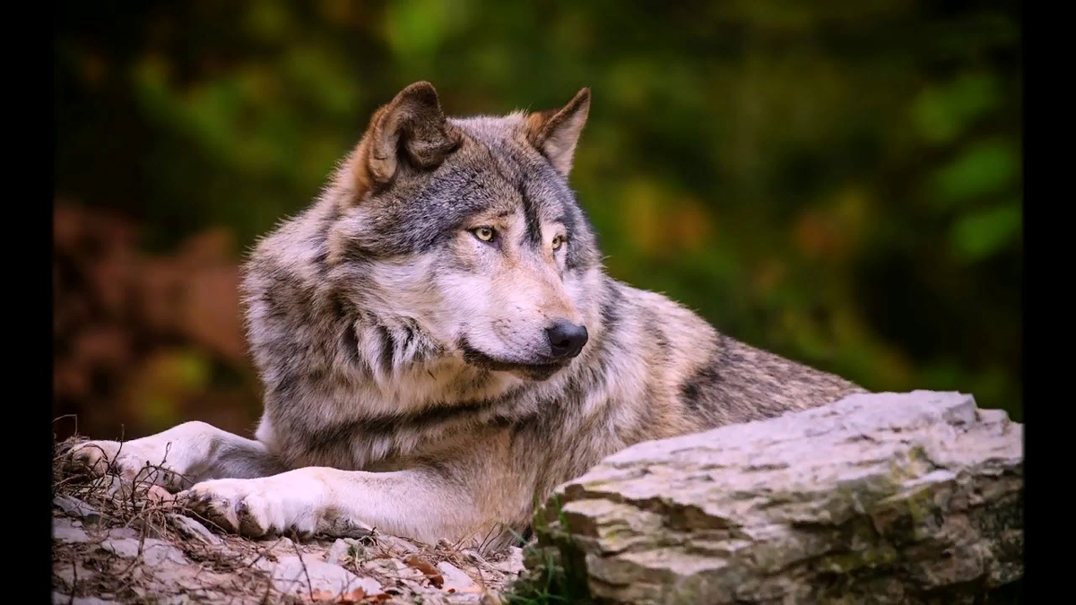 Картинка взята из открытых источников 