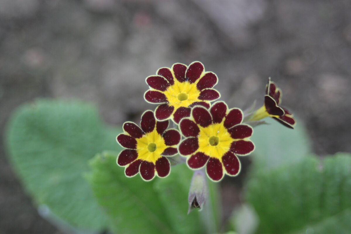 Примула urumiensis