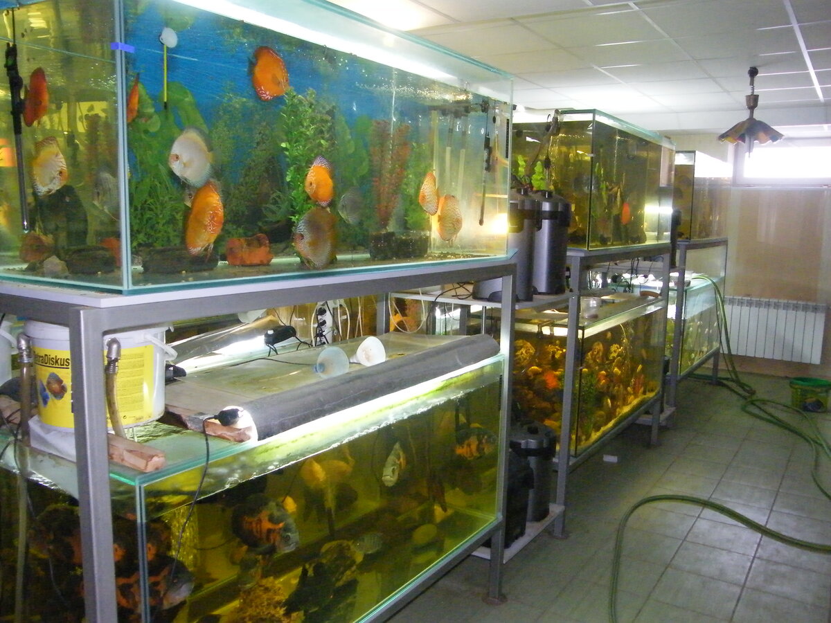 Домашние разведение аквариумных. Аквариумы для разведения рыбок. Разводня аквариумных рыбок. Домашние разведение аквариумных. Разведение аквариумных рыб бизнес.