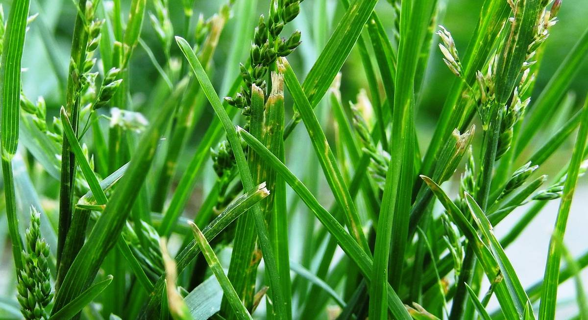 Пырей ползучий. Пырей ползучий (Elytrigia repens). Аржанец-пырей.