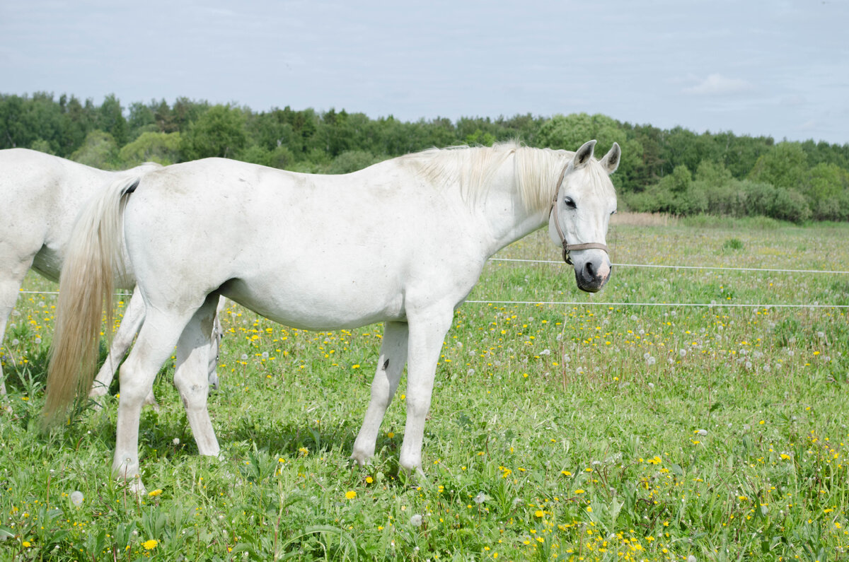 элитная терская кобыла Омела