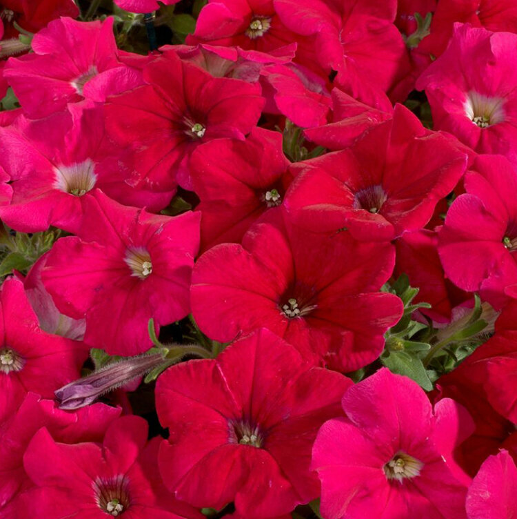 Петуния Каркулка: характеристики, особенности посадки и ухода, отзывы садоводов