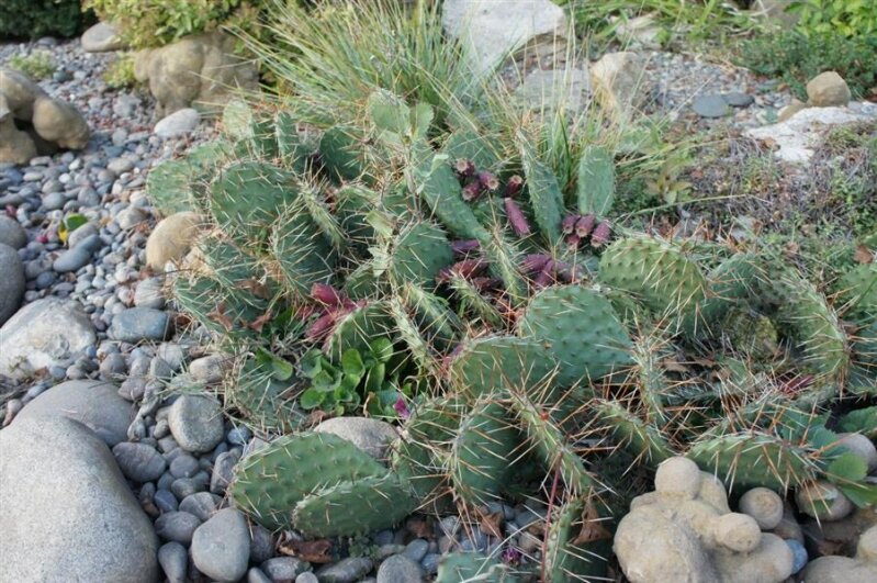 Вот мои кактусы на даче