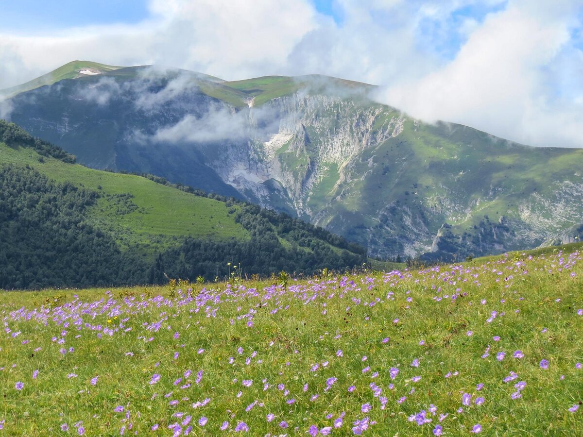 Альпийские Луга красная Поляна