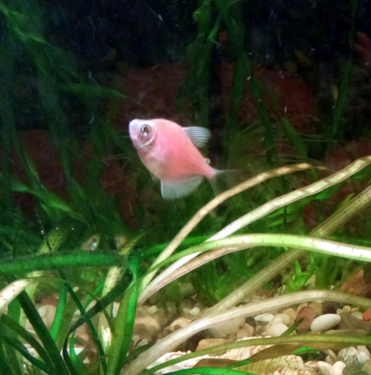 Тернеция, зовут Серёга:)