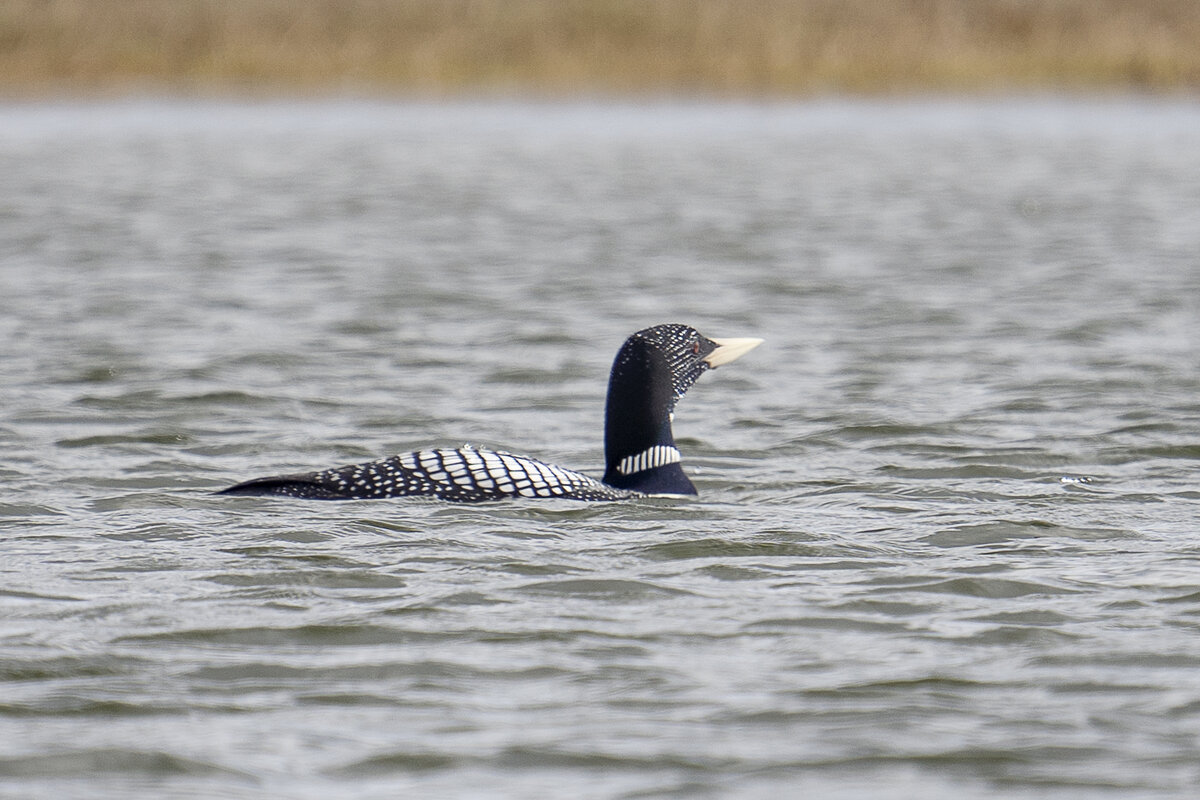 Белоклювая гагара. Занесена в Красную книгу