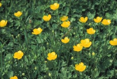 Лютик едкий. Фото из интернета