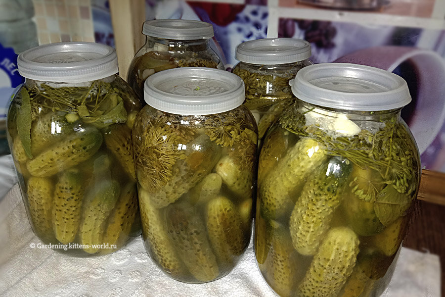 Огурцы в прямом посоле. Солить огурцы холодным способом на зиму. Огурцы по-польски на зиму. Сладкий огурец. Огурцы в банке.