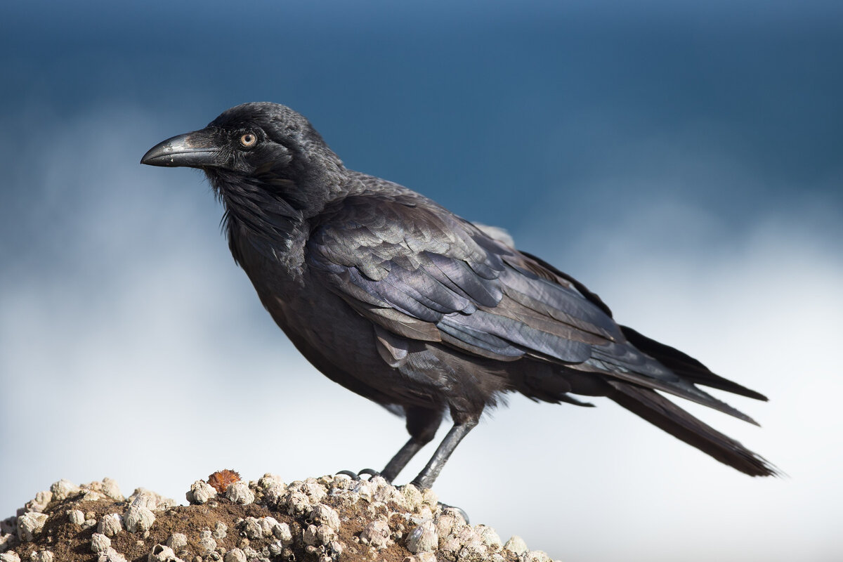Гуамский ворон. Corvus coronoides. Австралийский ворон. Исполинский ворон.