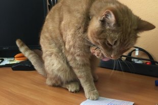 Тверского кота "трудоустроили" в библиотеку