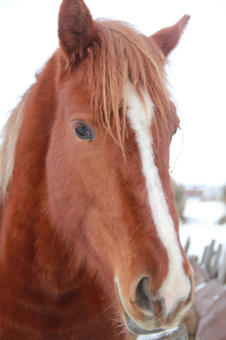 Лошадка, практикующая гипотерапию